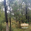 云南深山鲜黑松露（非种植）| 合作农友生产，产自云南永仁，采集者：康丽及当地村民 *【公平贸易农人定价】 商品缩略图6