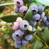 云端初露蓝莓 【收到先冷藏4小时食用  口感更好】 商品缩略图3