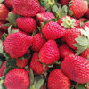 【大凉山露天草莓】现摘现发 高山阳光自然熟 不打膨大剂 顺丰发货  商品缩略图4