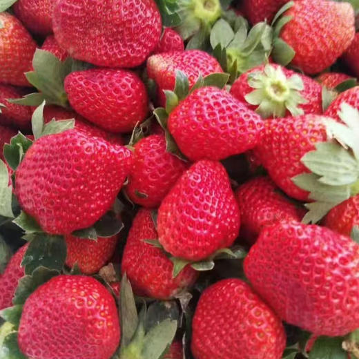 【大凉山露天草莓】现摘现发 高山阳光自然熟 不打膨大剂 顺丰发货  商品图4