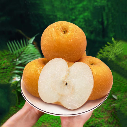 【香味醇厚】不抹药秋月梨 净重4.5斤 饱满多汁脆甜口感 商品图0