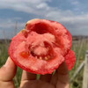 【攀枝花沙瓤西红柿】自然熟0催熟，沙瓤爆汁，童年味力觉醒！ 商品缩略图2