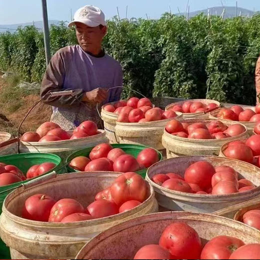 【攀枝花沙瓤西红柿】自然熟0催熟，沙瓤爆汁，童年味力觉醒！ 商品图5