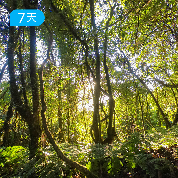 跨年迎新｜第一届高黎贡100公里徒步大会 重走茶马古道和中国远征军之路 7日