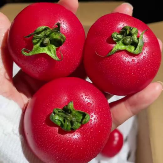 预售7-10天发货【玫瑰番茄】带有花香味，水果番茄中的高端品种！！  果肉脆甜，酸甜多汁，自然成熟，果实呈暗红色 商品图3