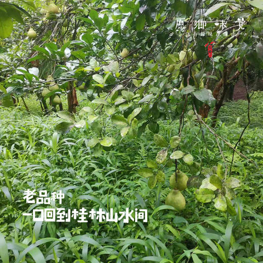 生态柚子/蜜柚/沙田柚（基地直发-顺丰包邮）|9斤/件，来自广西桂林，生产者：黄必江【合作生产，公平贸易】 商品图3