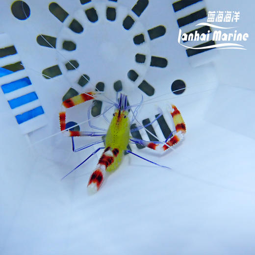 黄美人虾 商品图7