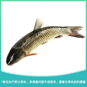 青竹鱼 约1400g±50g/份