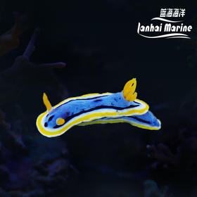 彩色海兔
