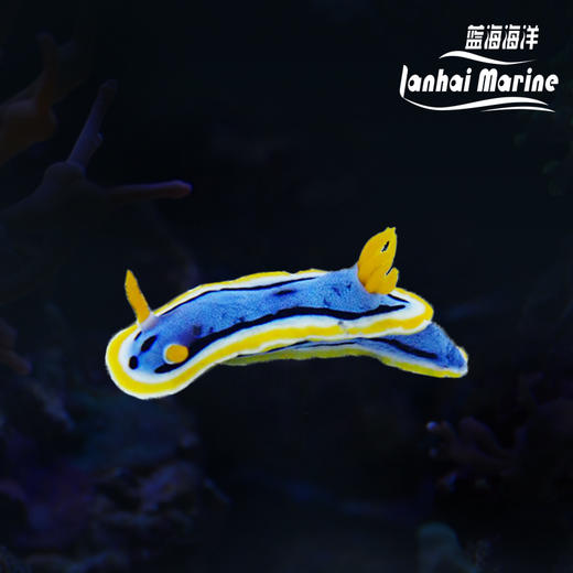 彩色海兔 商品图0