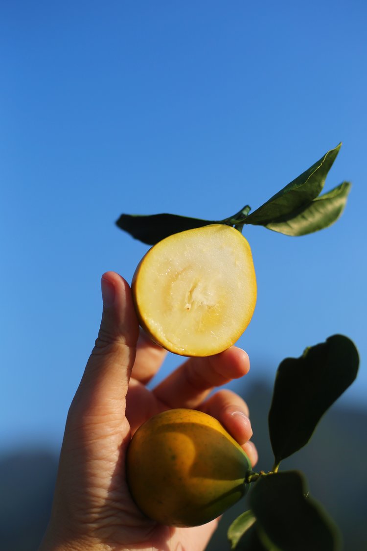 【2025新一批】长于"中国金桔之乡"#脆蜜金柑【脆蜜金柑】果皮薄脆，果肉甜味香浓多汁化渣