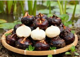 新鲜马蹄3.8元1斤，明天到