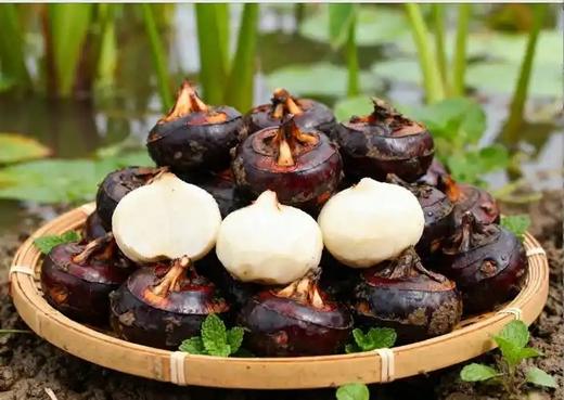 新鲜马蹄3.8元1斤，明天到 商品图0