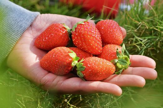 【2025新一批】日本引近品种【香野草莓】香气浓郁、带着水蜜桃味的草莓品种 商品图1