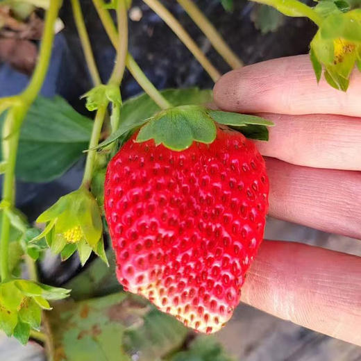 【大凉山露天草莓】现摘现发 高山阳光自然熟 不打膨大剂 顺丰发货  商品图2
