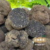 云南深山鲜黑松露（非种植）| 合作农友生产，产自云南永仁，采集者：康丽及当地村民 *【公平贸易农人定价】 商品缩略图10