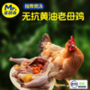 【肥西黄油老母鸡 金奖土鸡蛋】安徽肥西名鸡，优选中国原种土鸡 科学散养健康品质 买2送1 商品缩略图0