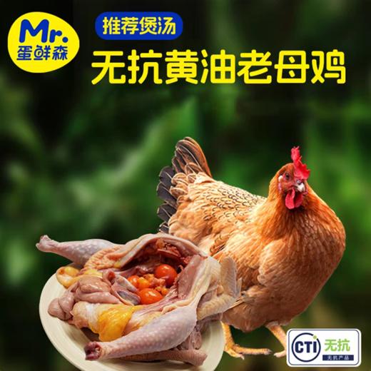 【肥西黄油老母鸡 金奖土鸡蛋】安徽肥西名鸡，优选中国原种土鸡 科学散养健康品质 买2送1 商品图0