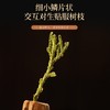 福东海 侧柏叶500克 侧柏可做中药材枕头 泡水可做侧柏粉可搭当归桑叶 商品缩略图1