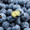 菜头商城 云南澄江抚仙湖L25花香蓝莓（顺丰空运） 商品缩略图4