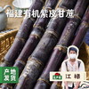 福建有机紫皮甘蔗 4.5斤/8斤 | 合作农友生产，产自福建南平，生产者：江禄 *【公平贸易农人定价】 商品缩略图0