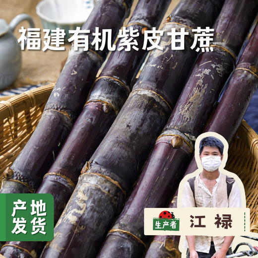 福建有机紫皮甘蔗 4.5斤/8斤 | 合作农友生产，产自福建南平，生产者：江禄 *【公平贸易农人定价】 商品图0