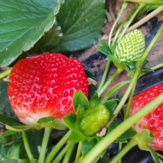 【大凉山露天草莓】现摘现发 高山阳光自然熟 不打膨大剂 顺丰发货  商品图3
