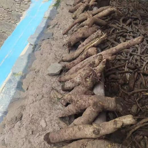 【2025年理塘野生干党参】4300米高海拔 5-7年/7-10年根可选 10斤鲜制1斤干货 商品图1