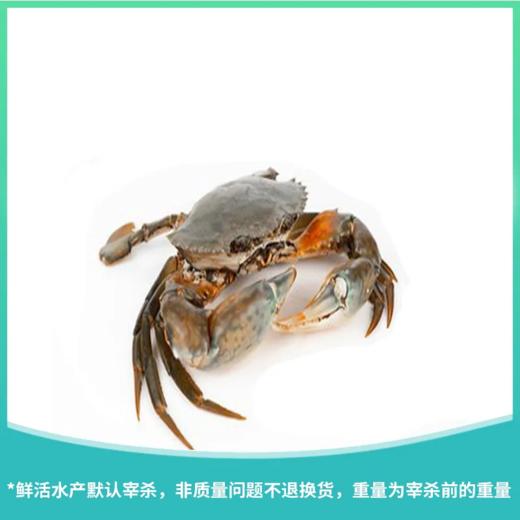 肉蟹（只） 商品图0