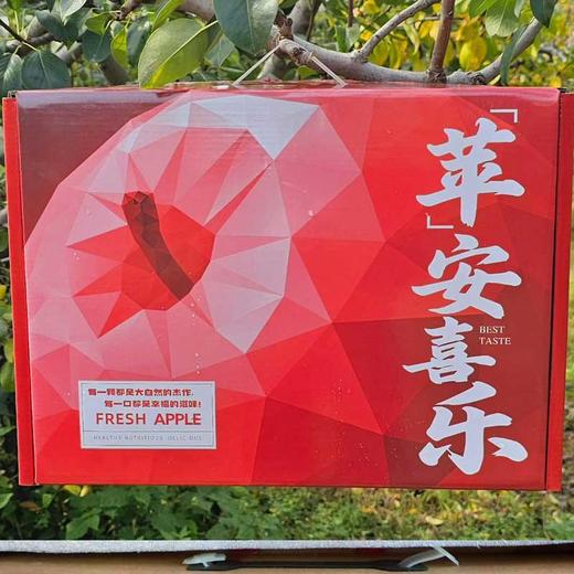 【三地珍果·一箱尽享】阿克苏+花牛+洛川苹果，12颗精品礼盒装 商品图3