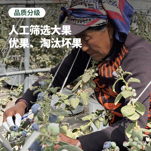 云南 花香蓝莓！健康养颜 果香浓郁 甜脆超好吃！ 商品图3
