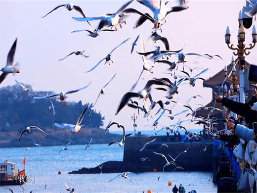 元旦3日【威海青岛】网红威海一半浪漫一半山海-与天鹅共舞の浪漫青岛-栈桥海鸥飞翔 商品图2