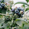 云端初露蓝莓 【收到先冷藏4小时食用  口感更好】 商品缩略图1