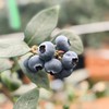 云端初露蓝莓 【收到先冷藏4小时食用  口感更好】 商品缩略图2