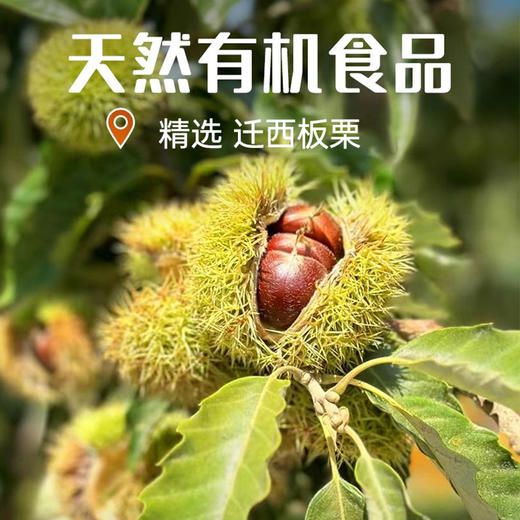 饭爷新品软糯有机迁西板栗仁60g*8袋迁西即食零食新鲜栗子仁 商品图4
