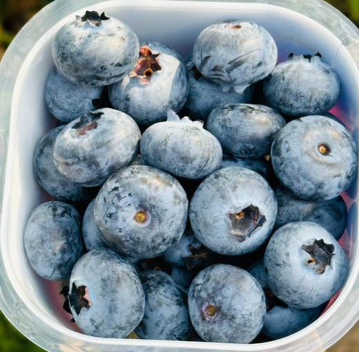 幸运杯蓝莓新鲜到货~自带花香味；又脆又甜真好吃；还自带小叉子哦，设计得真贴心~ 商品图4