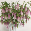 紫斑风铃 商品缩略图8