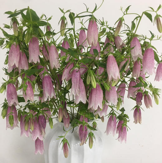 紫斑风铃 商品图8