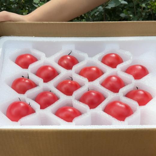 预售7-10天发货【玫瑰番茄】带有花香味，水果番茄中的高端品种！！  果肉脆甜，酸甜多汁，自然成熟，果实呈暗红色 商品图5