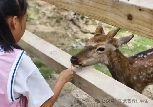 【智行研学】周末研学活动！ 商品图10