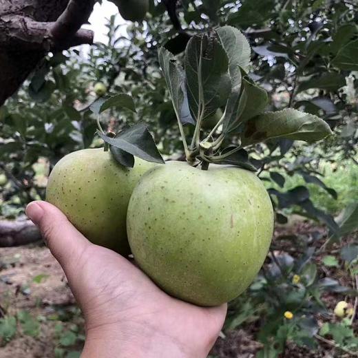 王林苹果一口清脆，满口幽香  当季新鲜采摘 商品图4