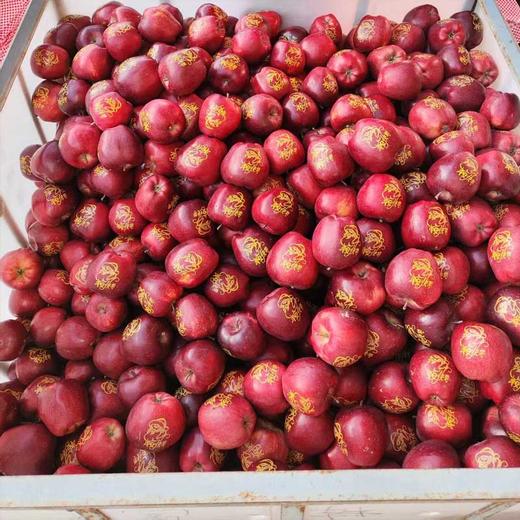 【圣诞礼物】顺丰陆运 甘肃天水花牛苹果礼盒装 新鲜平安果 商品图1