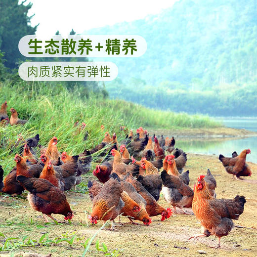 MM 山姆 168清远鸡切块 985g（清鸡汤（复合调味料）*70g+牛肝菌松茸（食用菌包）*15g） 商品图1