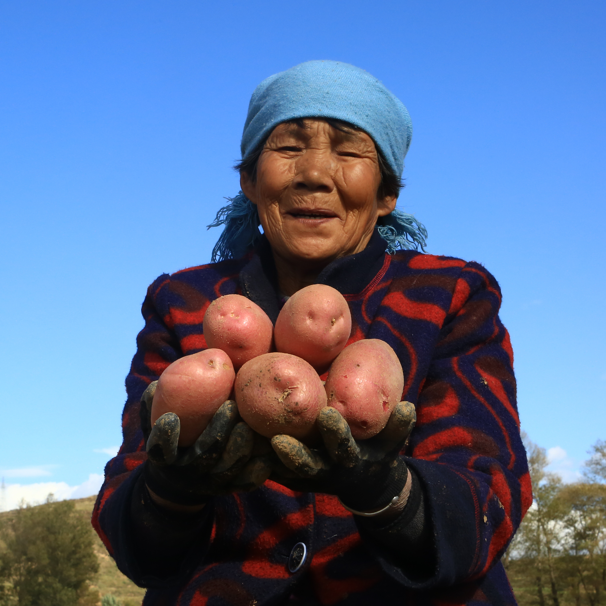 静乐有机红皮土豆