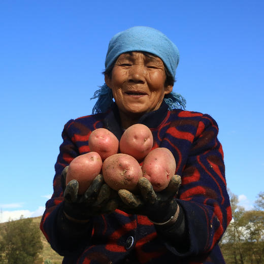 静乐有机红皮土豆【新挖出来的土豆】 商品图0