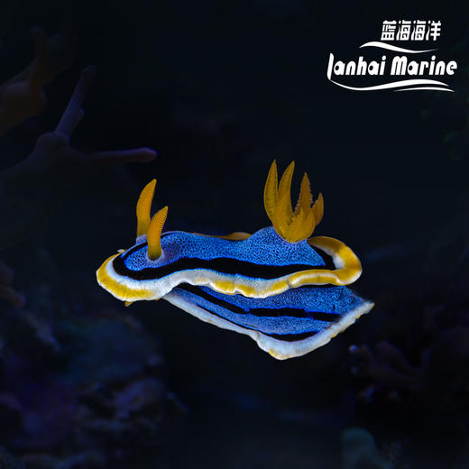 彩色海兔 商品图7