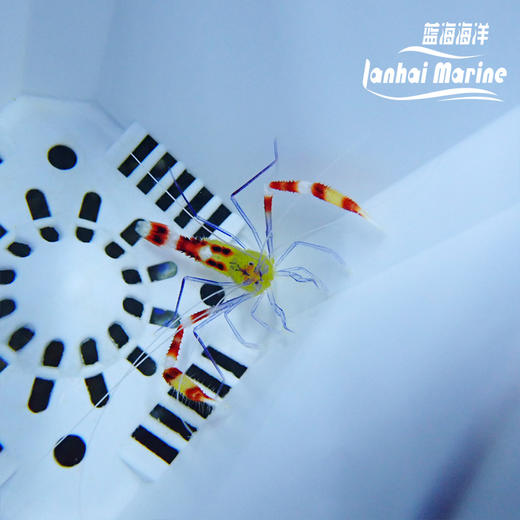 黄美人虾 商品图5