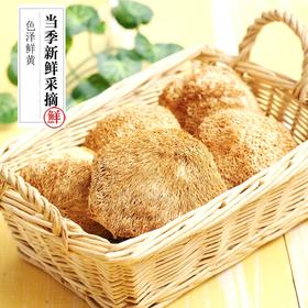 古田猴头菇 200g/包  地理产品 家庭煲汤常选