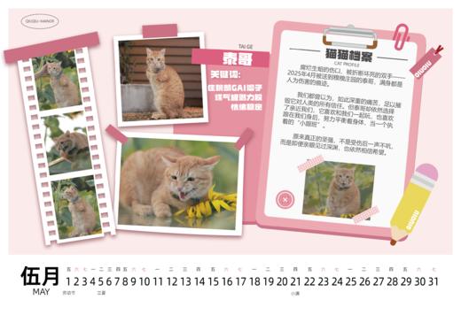 糗糗庄园-2026年日历猫咪写真台历桌面摆件 商品图2