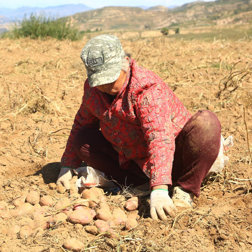 静乐有机红皮土豆【新挖出来的土豆】 商品图9